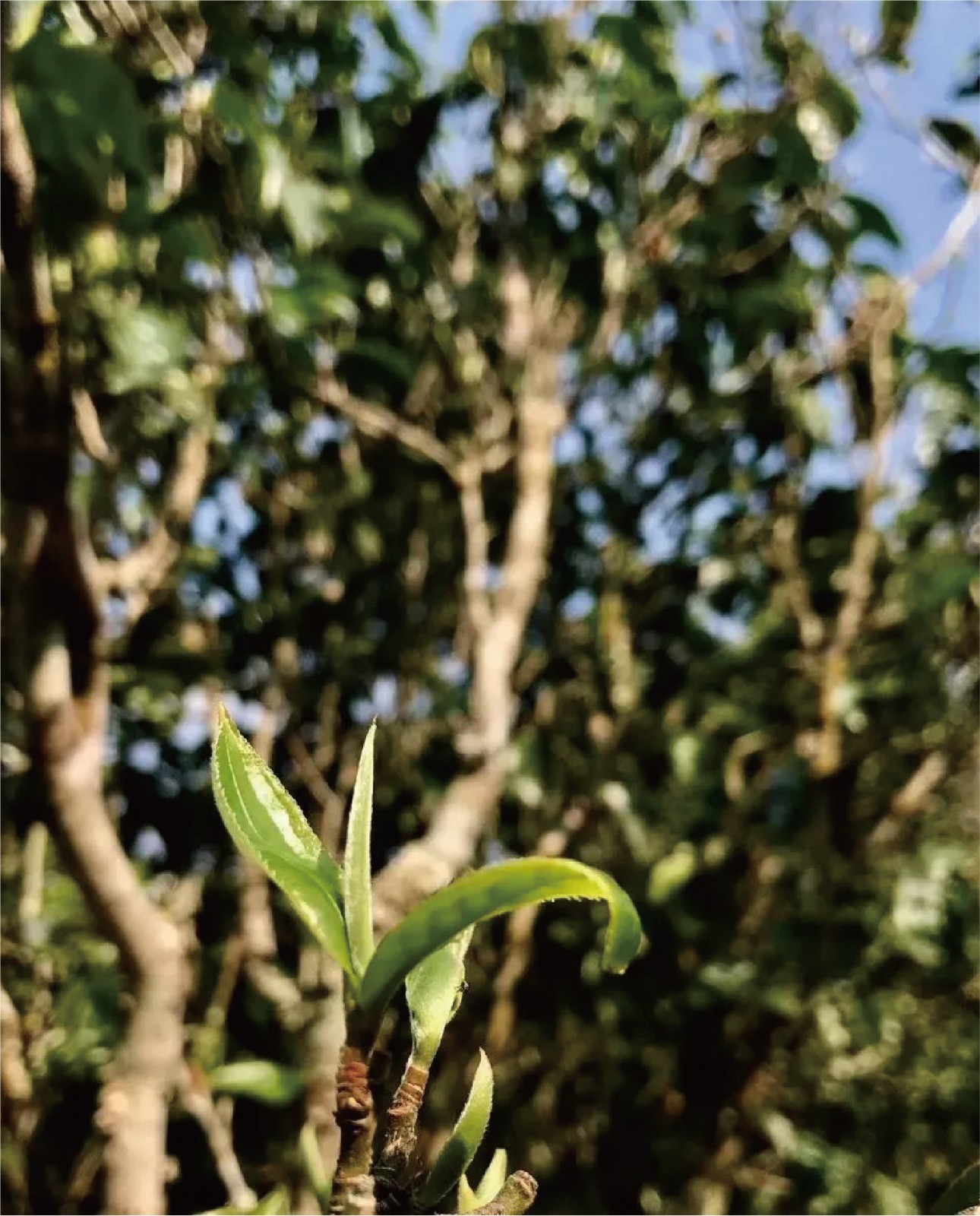中茶古樹(shù)茶設(shè)計(jì)